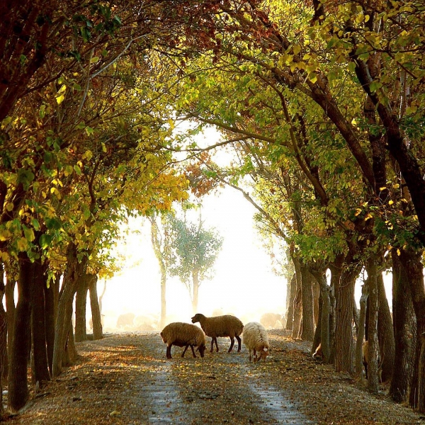 Нишапур – город Омара Хайяма