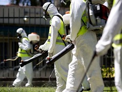 Власти Японии выделят миллион долларов на борьбу с вирусом Зика