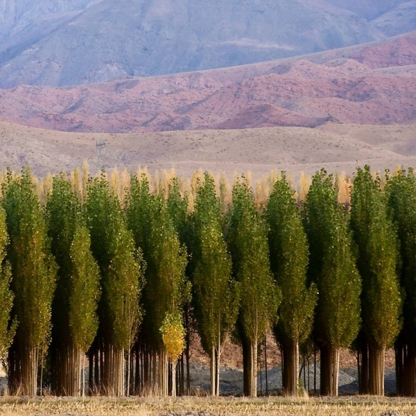 Нишапур – город Омара Хайяма