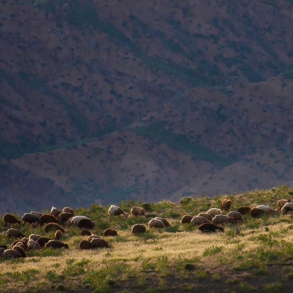 Нишапур – город Омара Хайяма