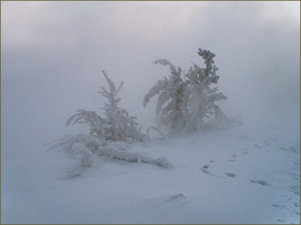 Два дерева Всё дело в знаке!