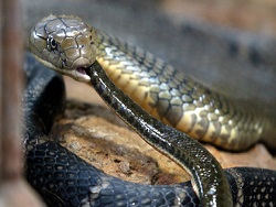 Певица умерла на сцене через 45 минут после укуса кобры