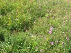 Как живётся на острове Кижи. Часть 2