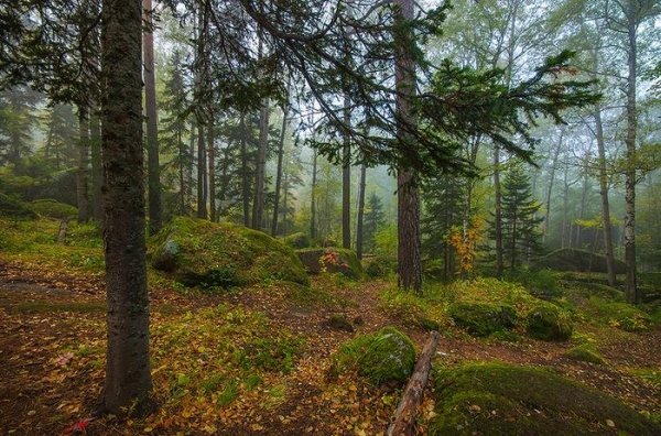 Дошли до Дикаря