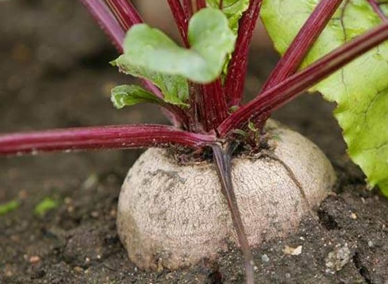 Томские ученые доказали, что с помощью свеклы можно добывать высоковязкую нефть