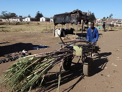 Двое россиян улетели в Зимбабве на День народного единства за 360 тысяч рублей