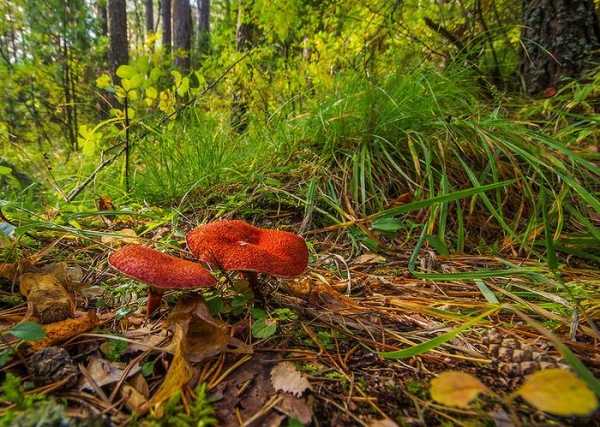 Дошли до Дикаря