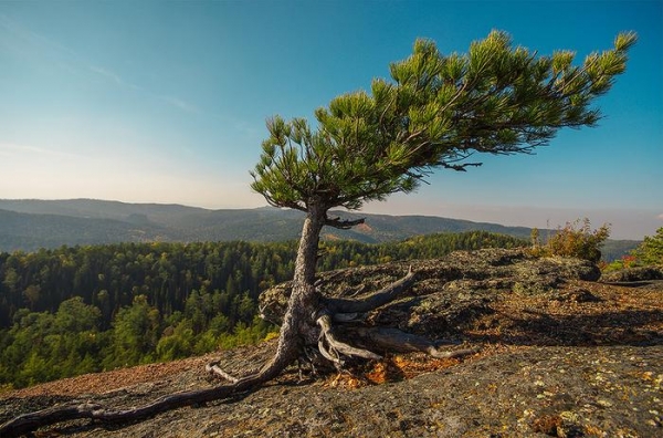 Дошли до Дикаря