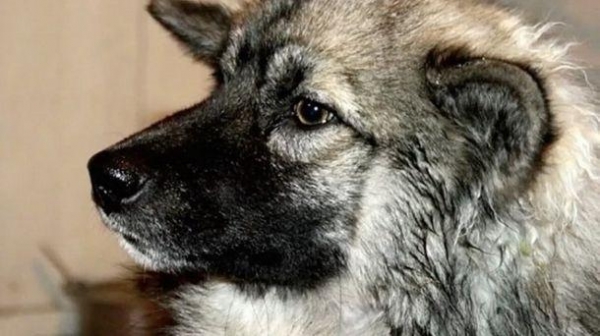 Трехлетняя девочка выжила, 11 дней скитаясь тайге